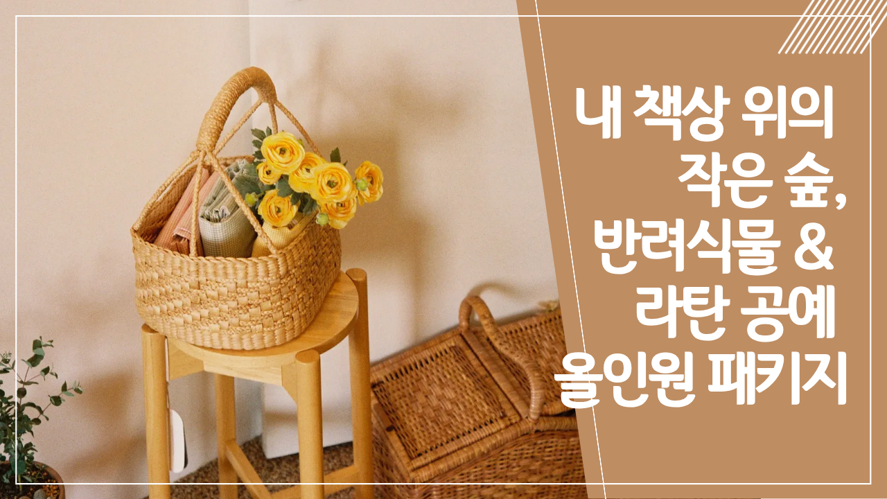 [오피스 힐링 프로젝트] 내 책상 위의 작은 숲, 반려식물 & 라탄 공예 올인원 패키지