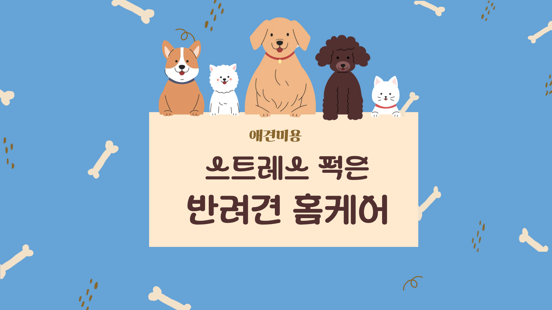 [애견미용] 스트레스 적은 반려견 홈케어