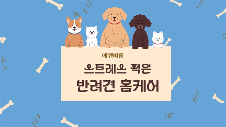 [애견미용] 스트레스 적은 반려견 홈케어